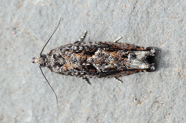 Da determinare - Cf. Epinotia immundana